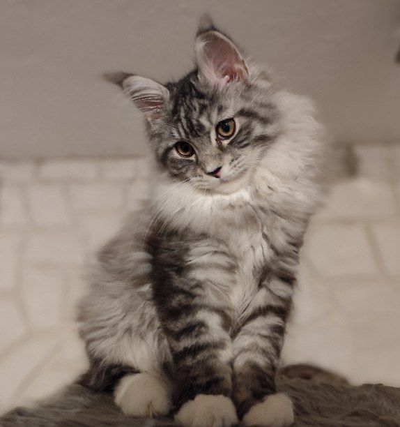 ICH. Nabucco vom Felsenpark