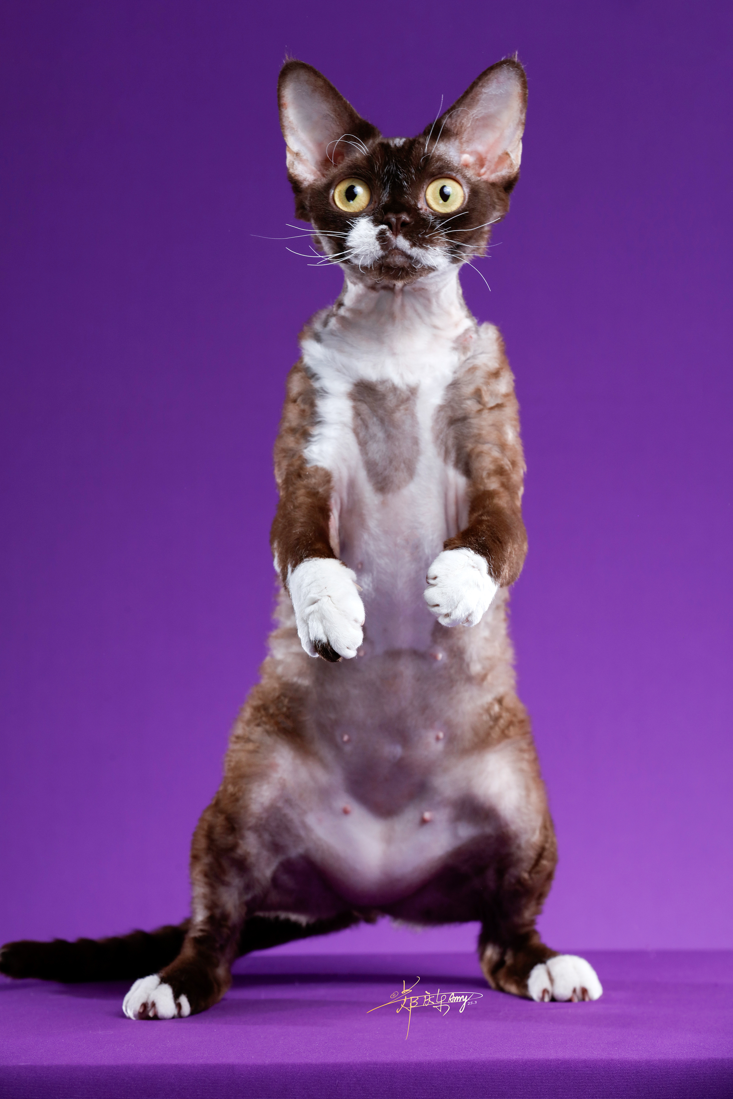 CH. ELVES CUTEBB OLLIE