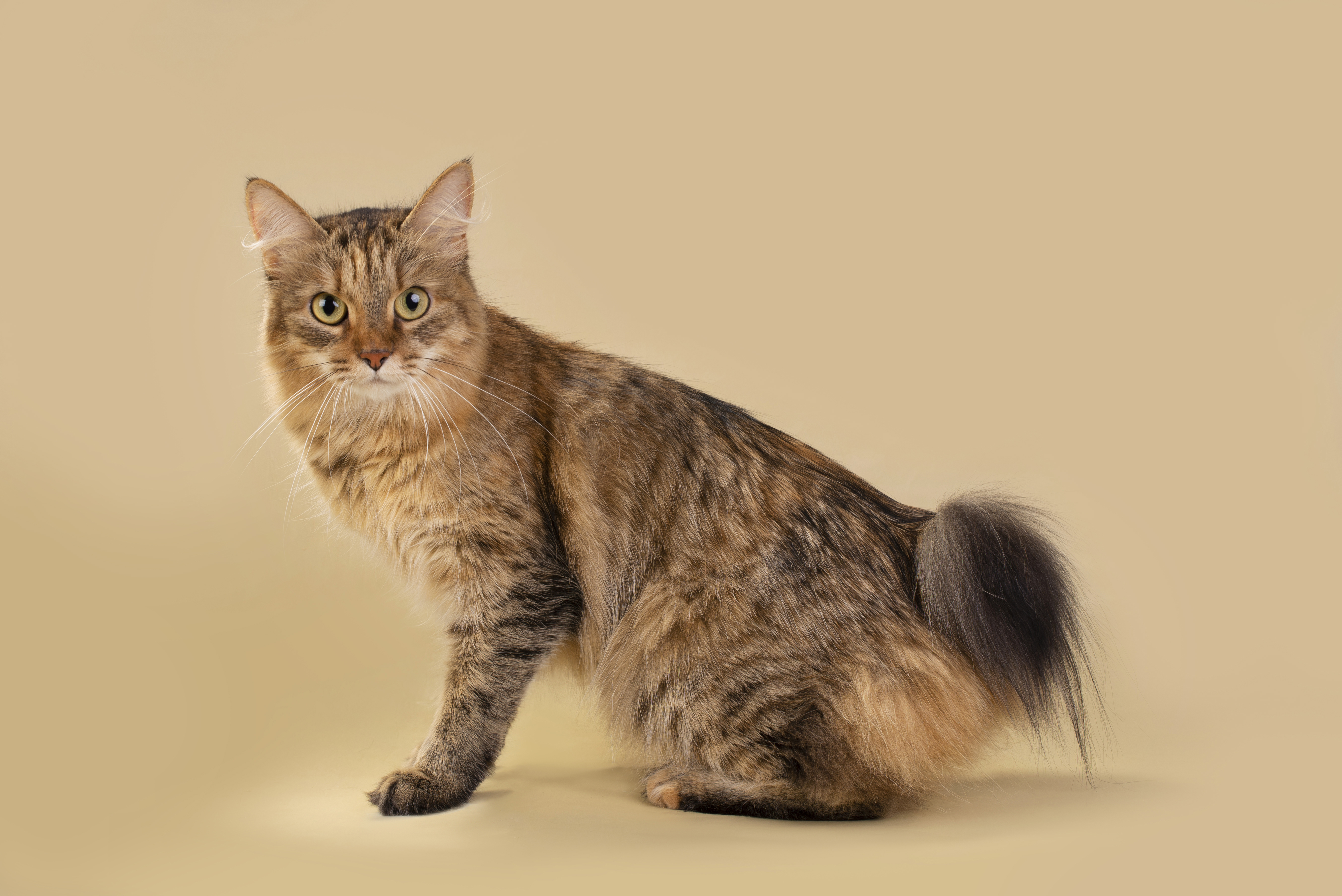 WCH. Cherie-Ilma Sampo Ilveksen