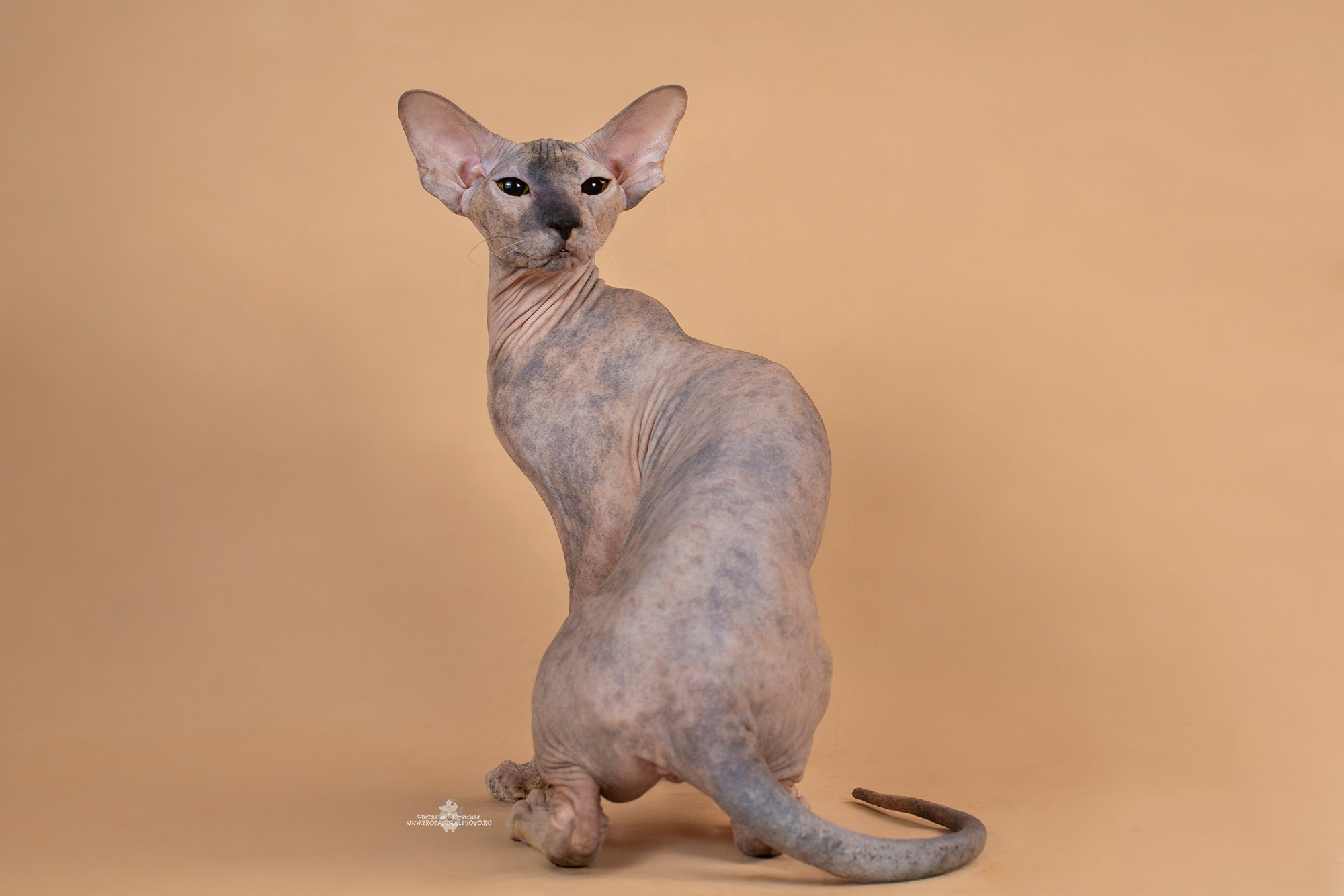 GICH. Pal'mira Grand Shale