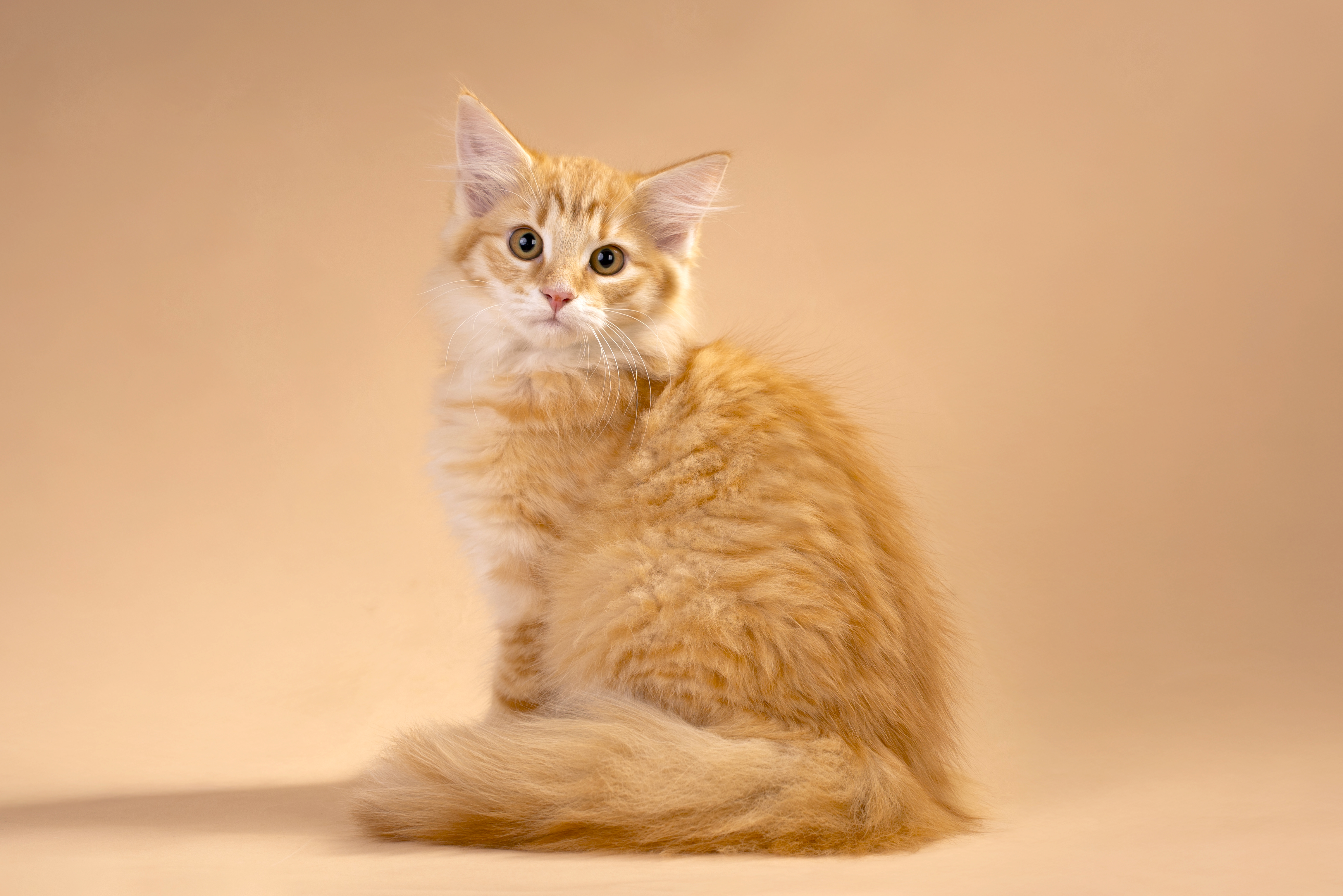 KCH. Flammis from Tapiola