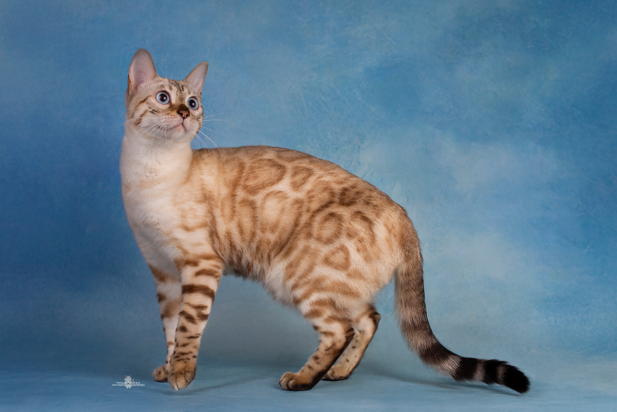 Iris Cannella Dorata