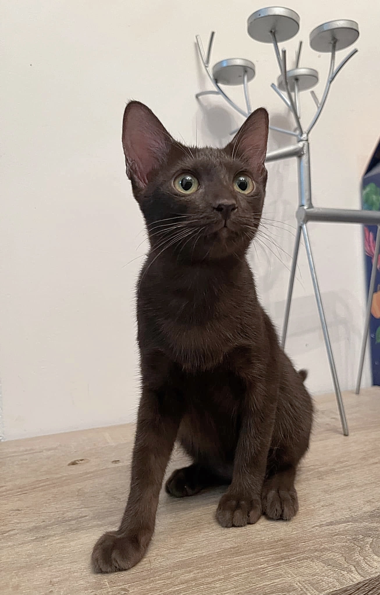 Bastet