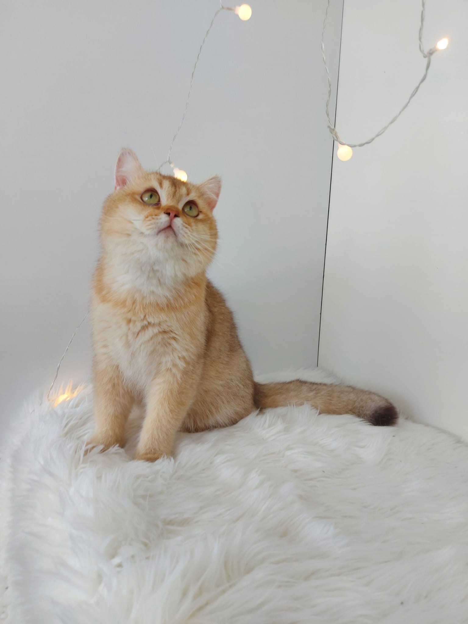 Patikralligi Lucifer