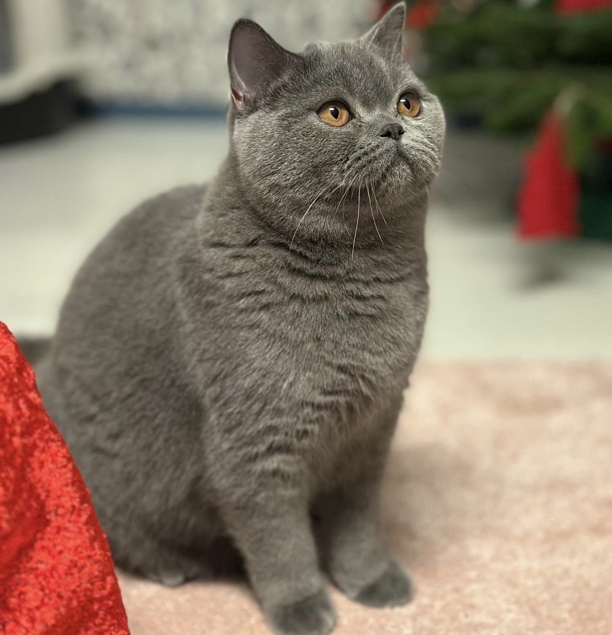 LILLY OF SHADES PURPLE