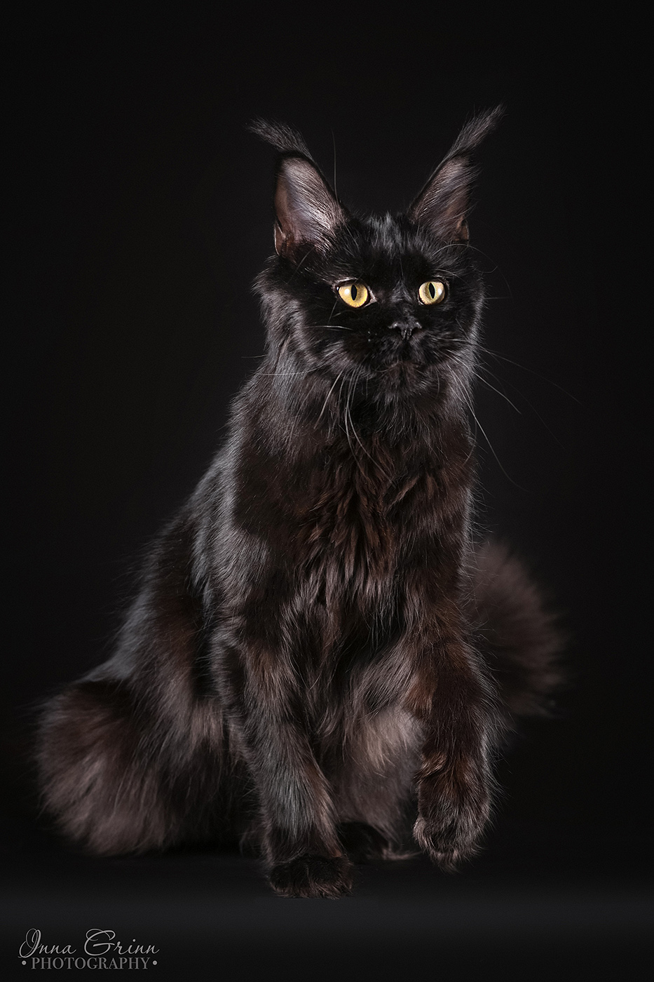 GICH. Ferrari Polei's Pride