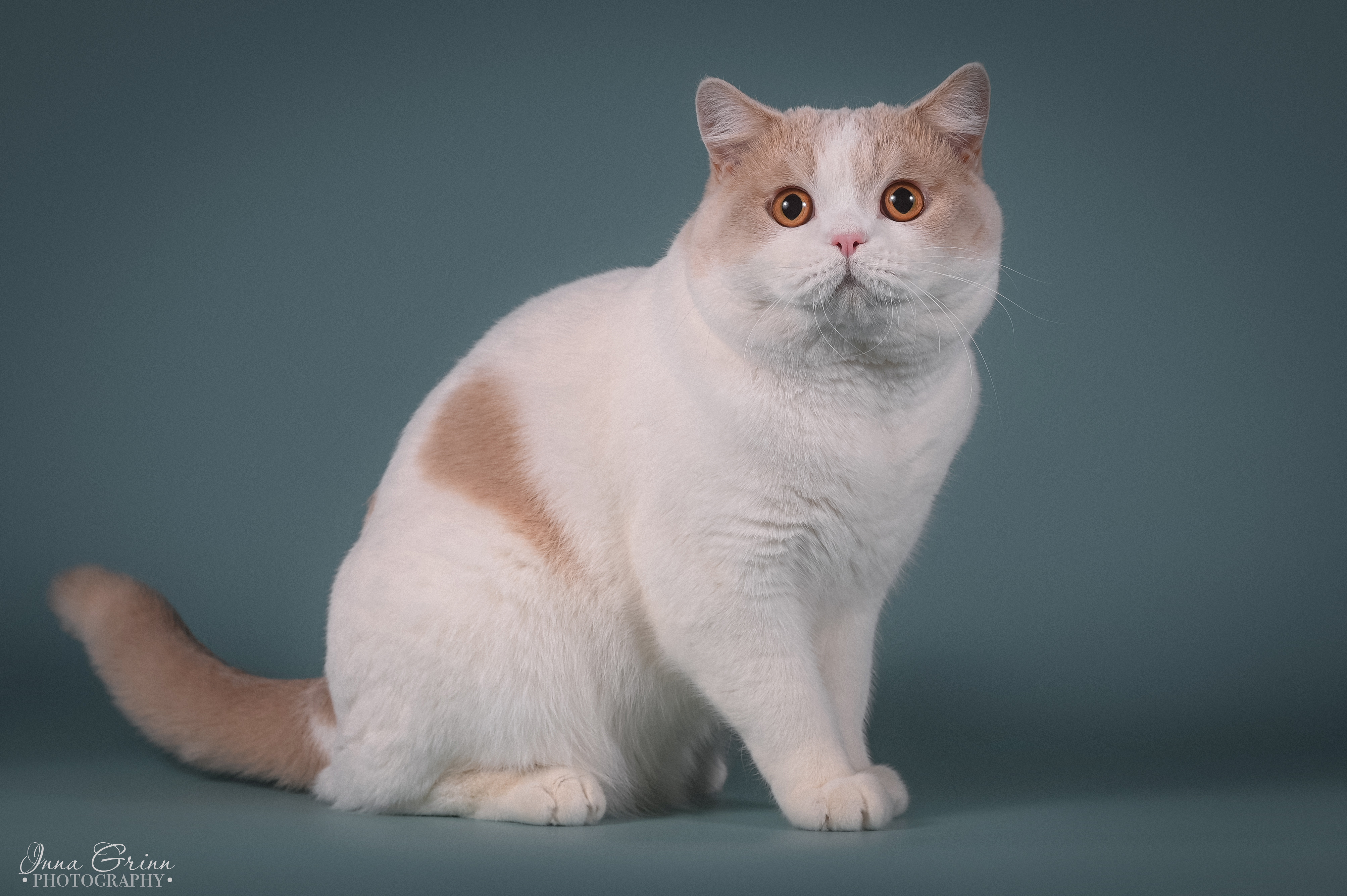 CH. Zefir of Warlook