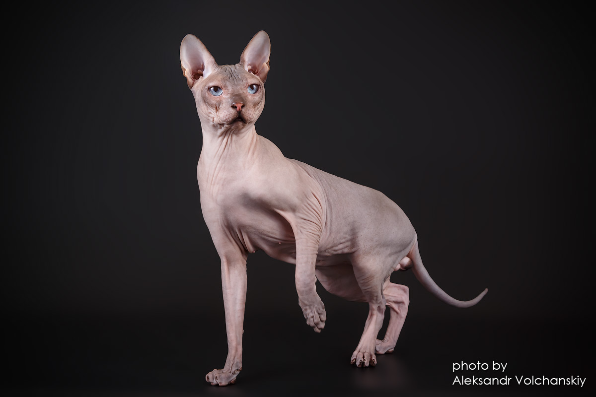 WCH. ITEN HONEY ALIEN