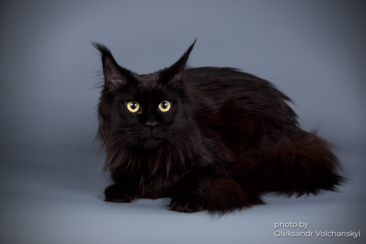 CH. Skarlett Fluffy Way