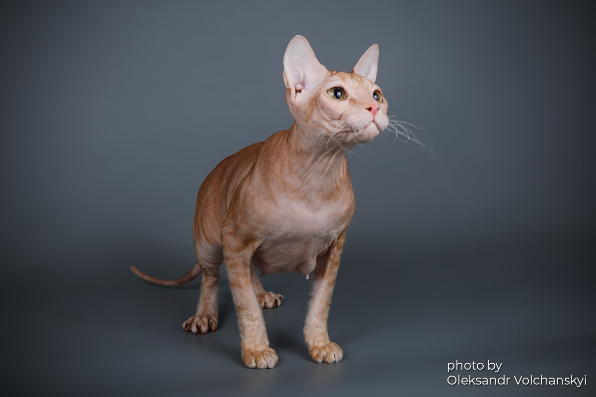 CH. PERSEJA Honey Alien