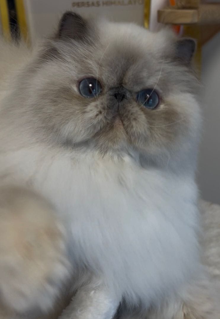 CH. Chloe Div Inity Macaran