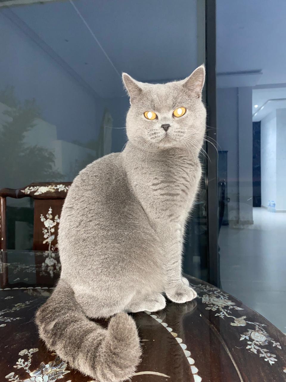 Stark Ed Got Premium