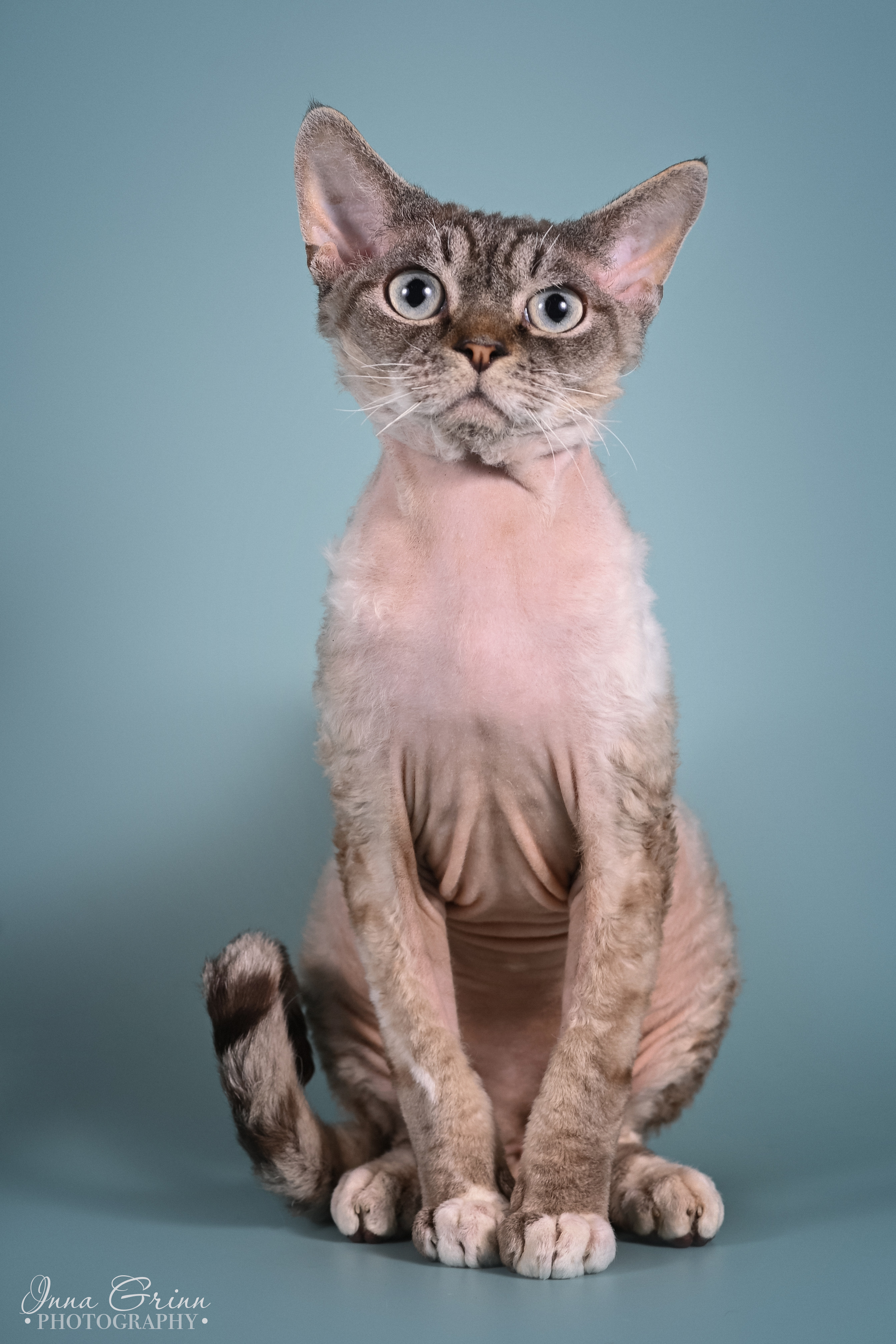 ICH. CURLY MYRYS EBON SAMURAI