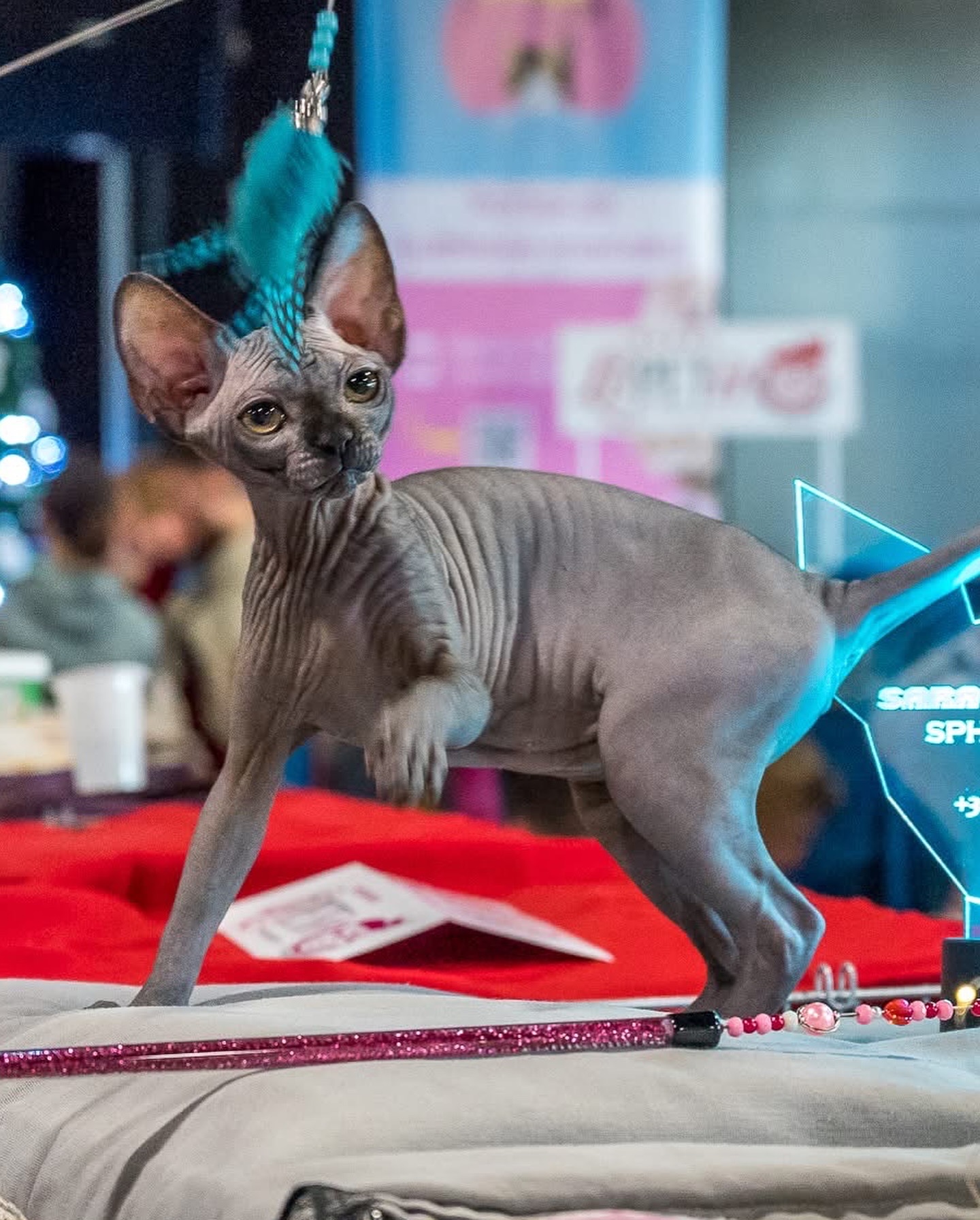 Negra Sara il Vostro