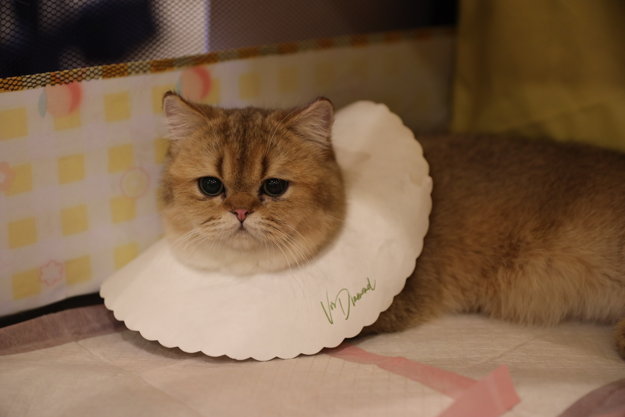Vermicelli Bruno