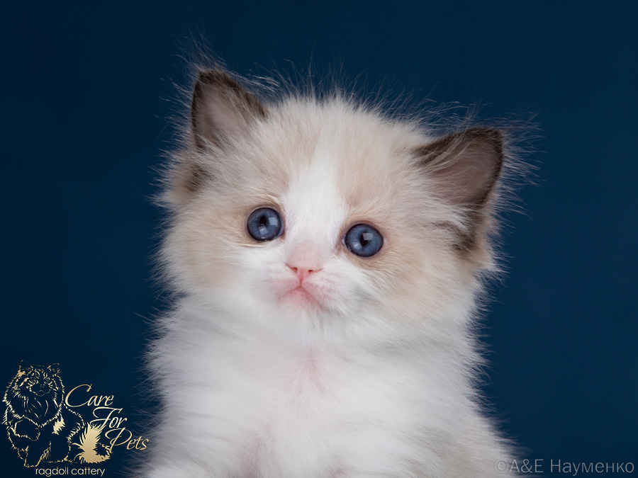 JCH. U'Rita CareForPets*RU