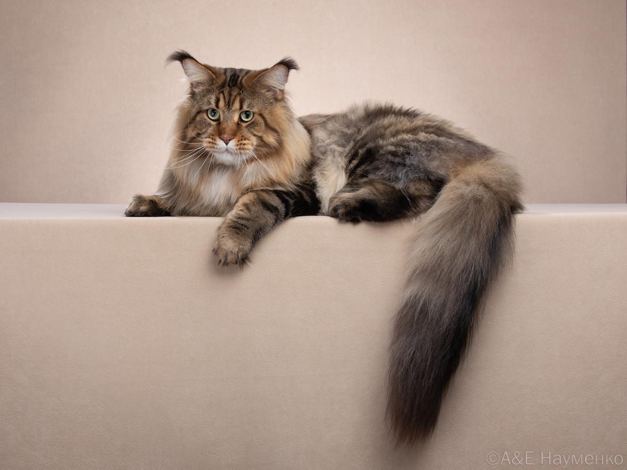 GICH. ASH SKU BEETLRS