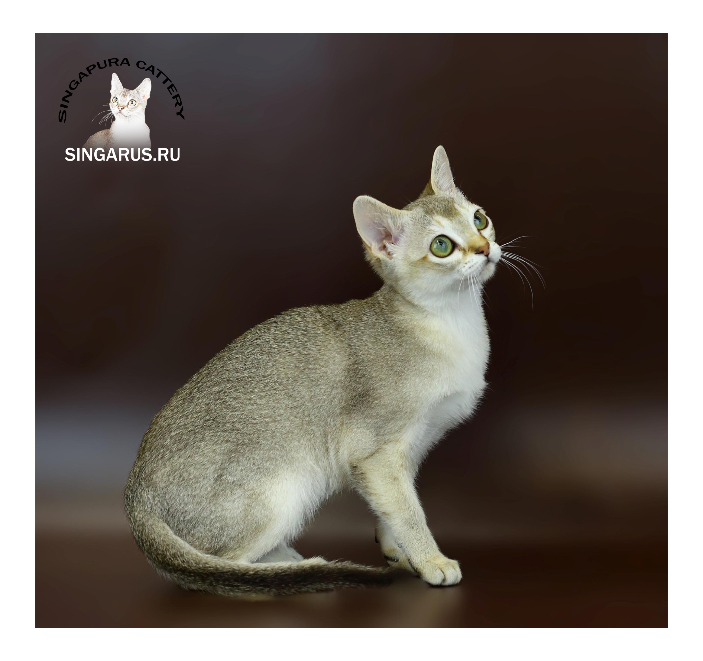 ICH. Singa RUS Reverie