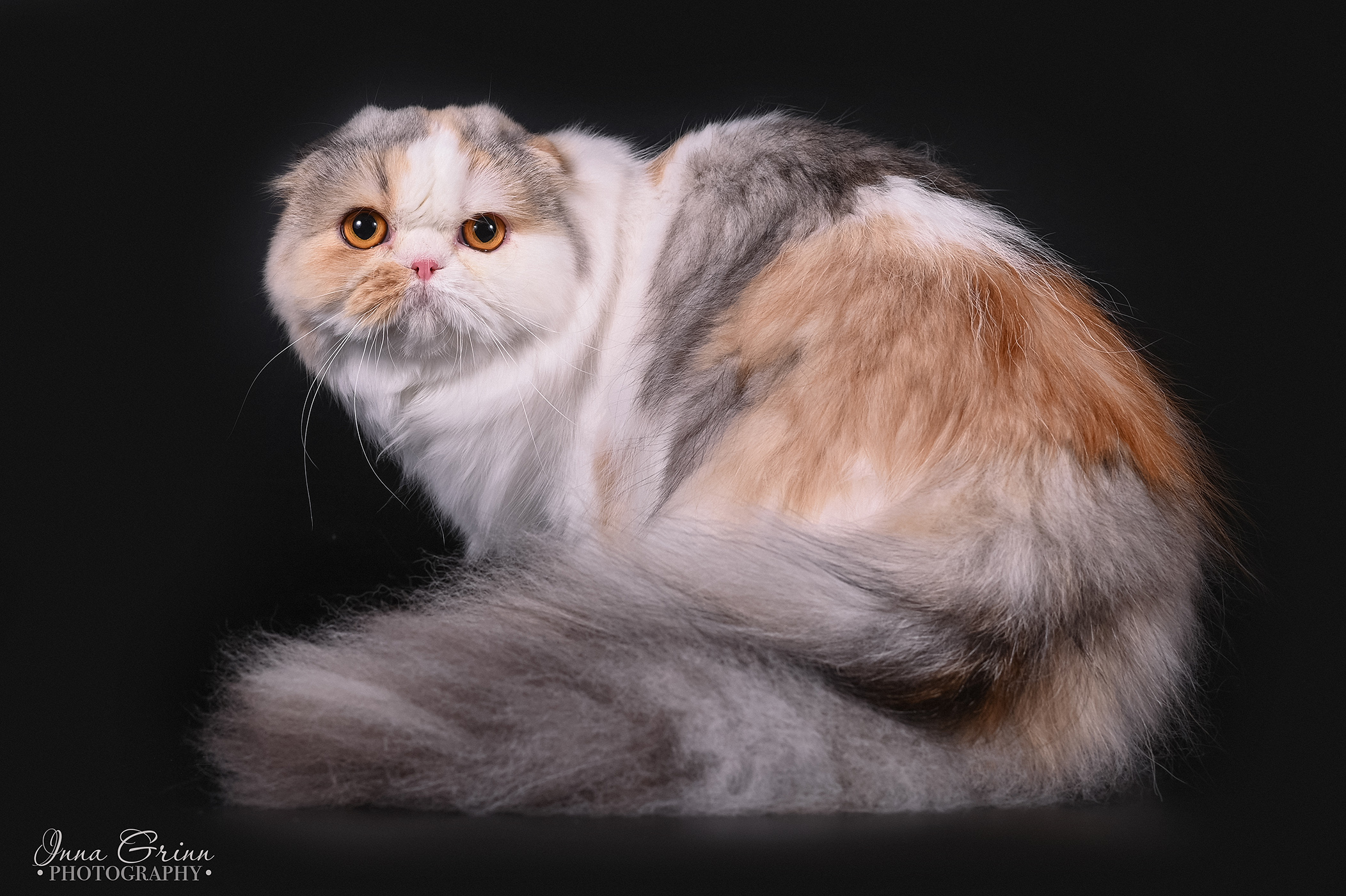 KCH. PRINCESS MARVET