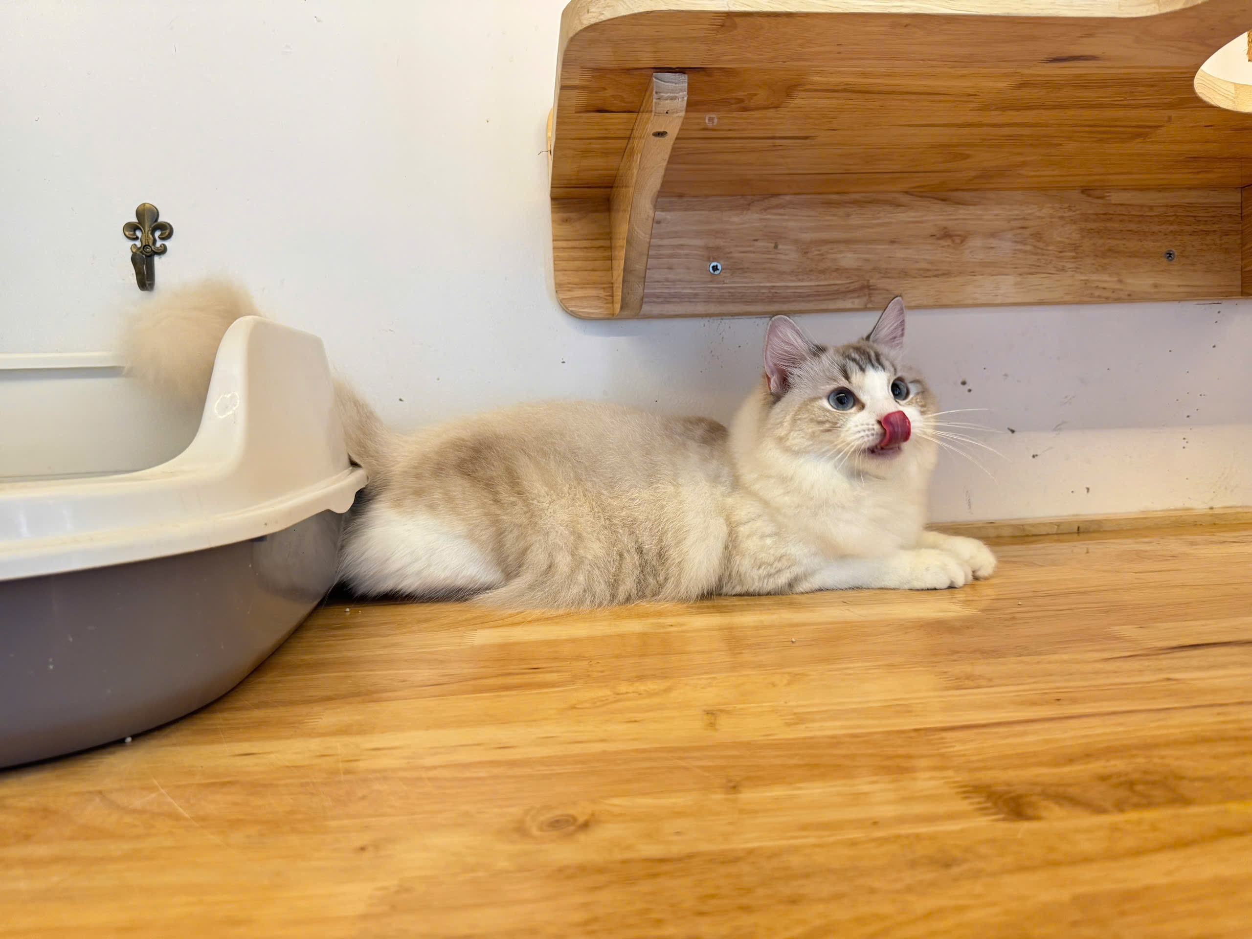 CH. Lucia Tran D-Tina Nguyen