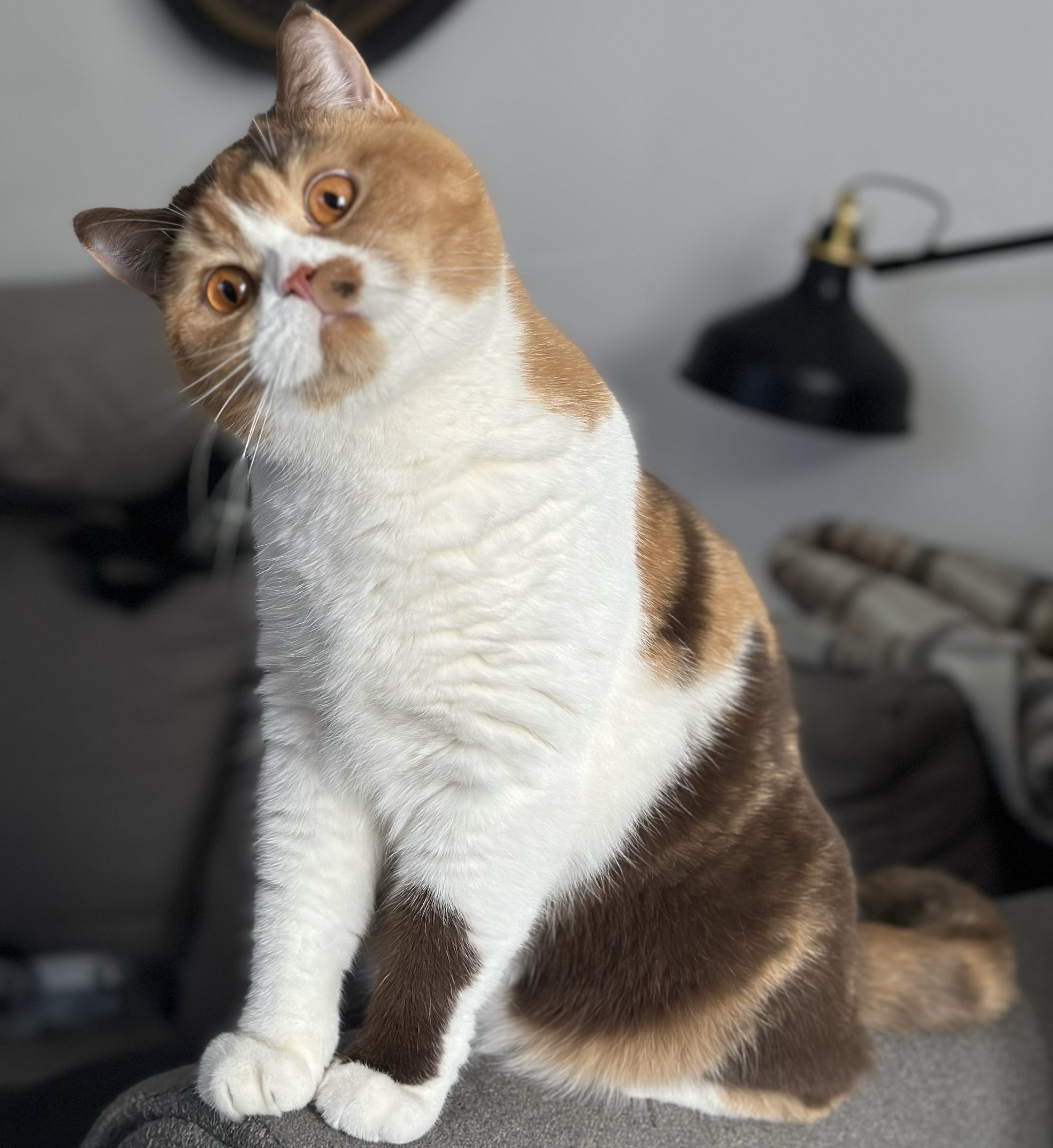 CH. Kirilee vom Grossstadt Meer*D