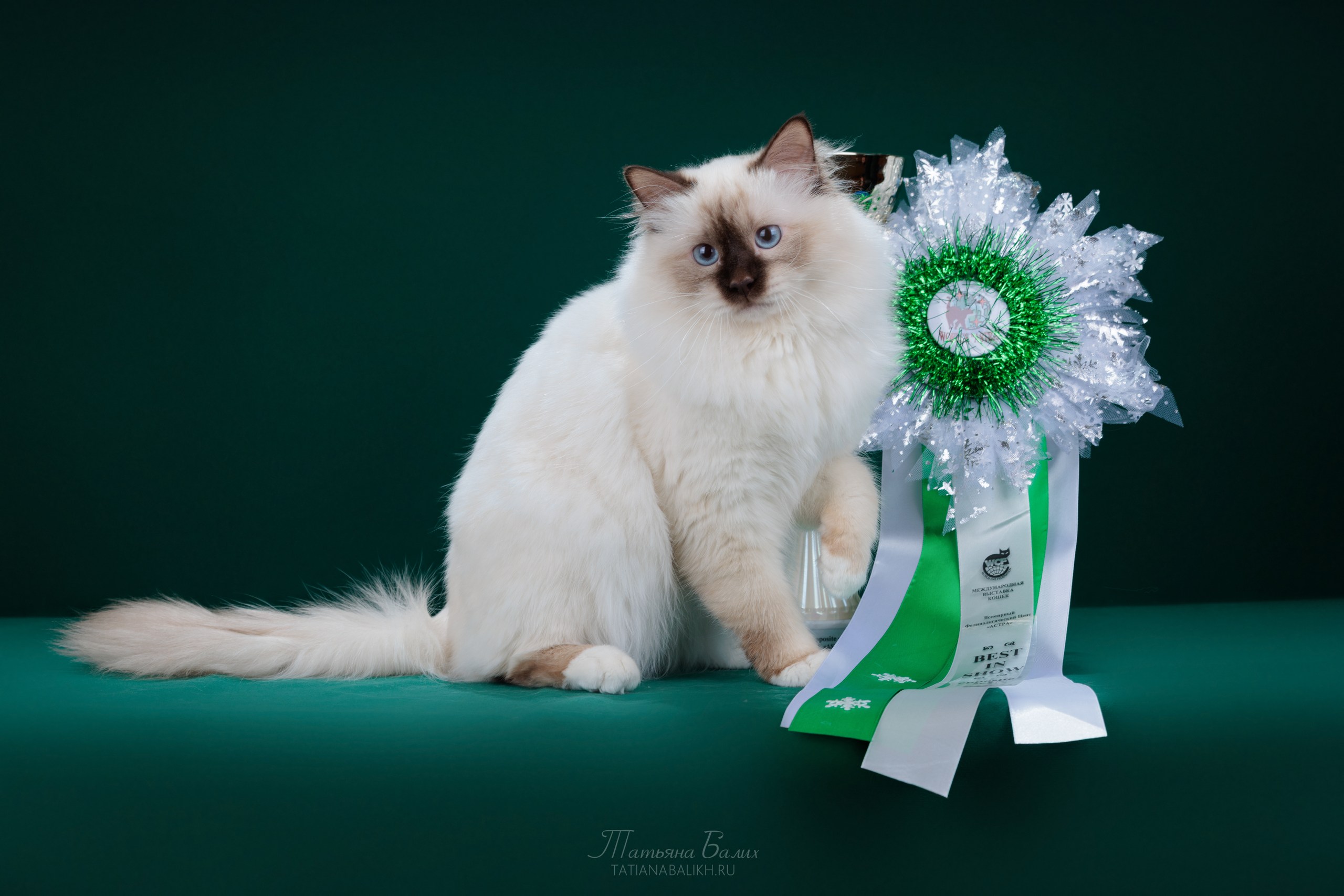 GECH. BW`25 Qannik NYAN HOUSE