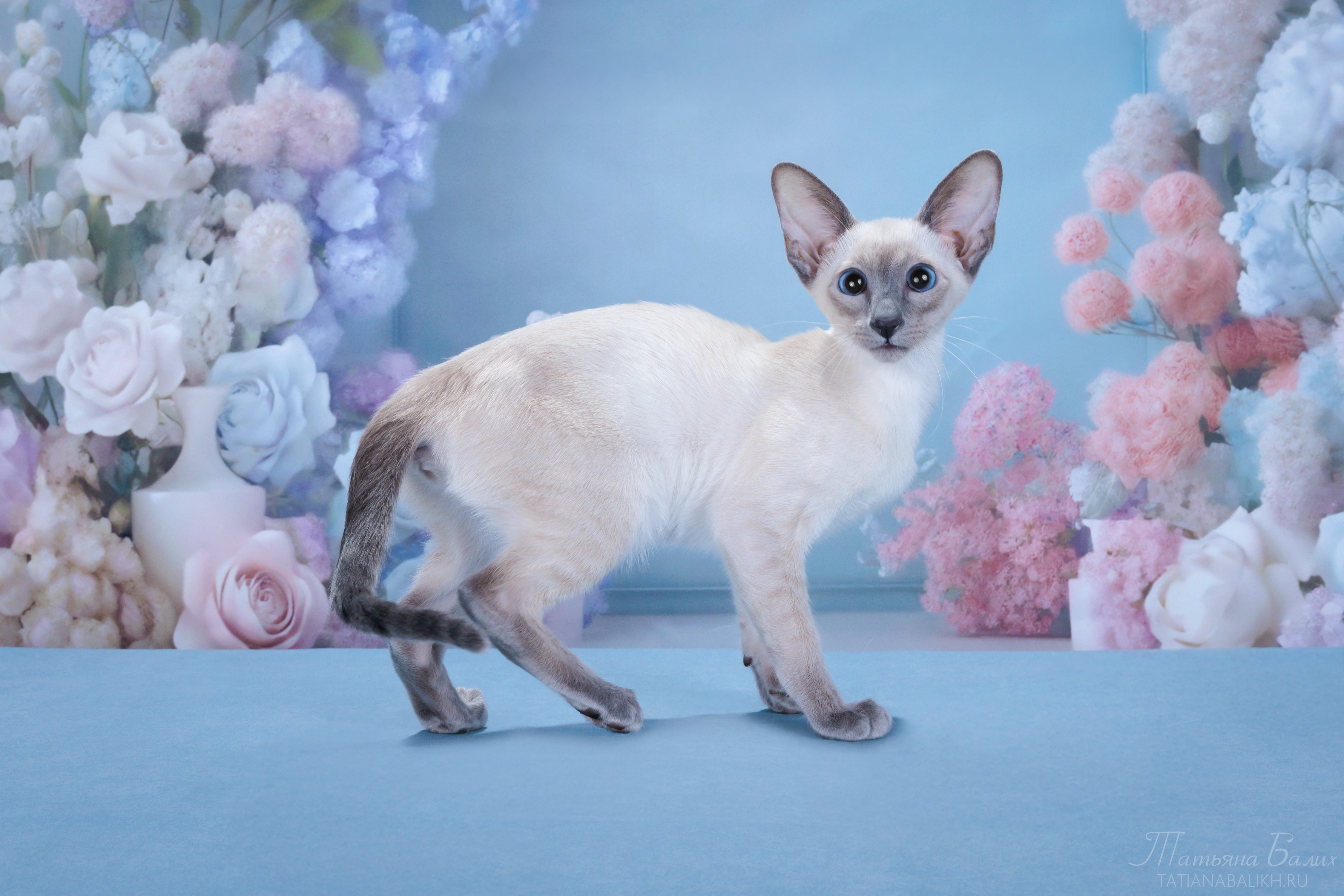 ICH. Mia Magic Familiars