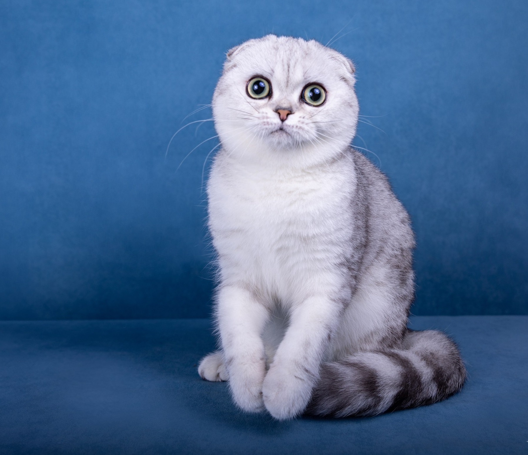 CH. Orli`s Silver Elemurry
