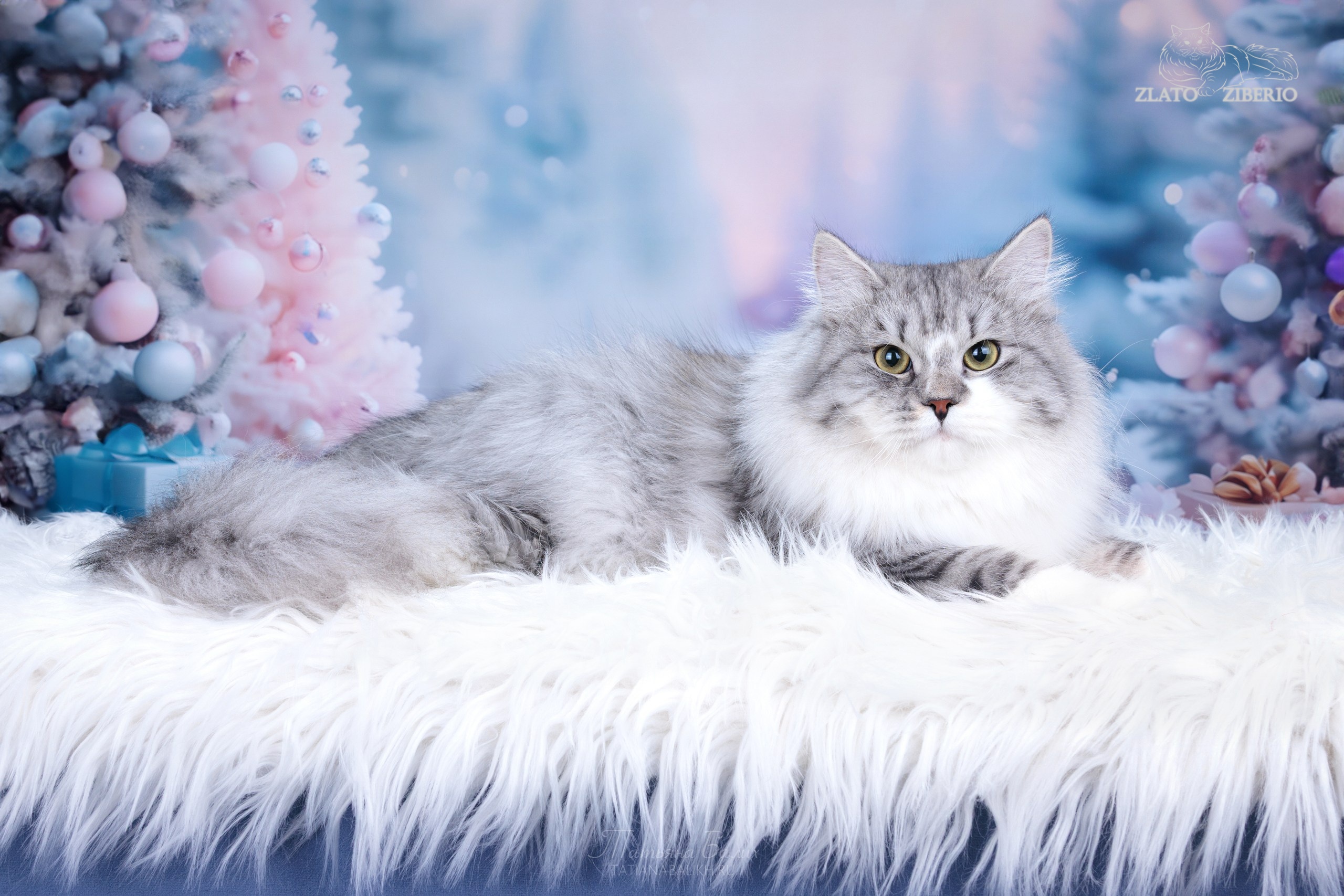 CH. CIGAN ZLATO ZIBERIO