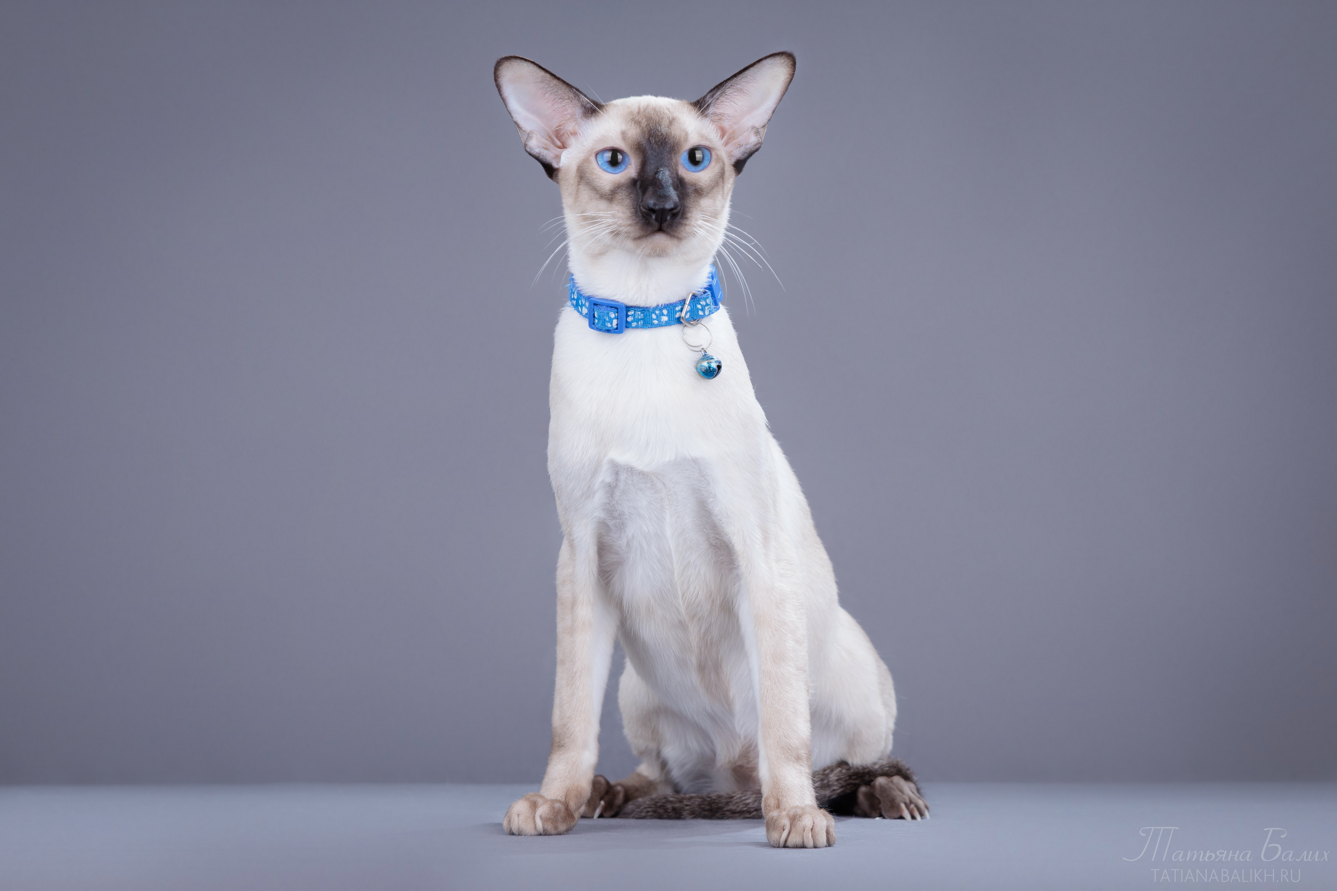 ICH. Maximillian Magic Familiars