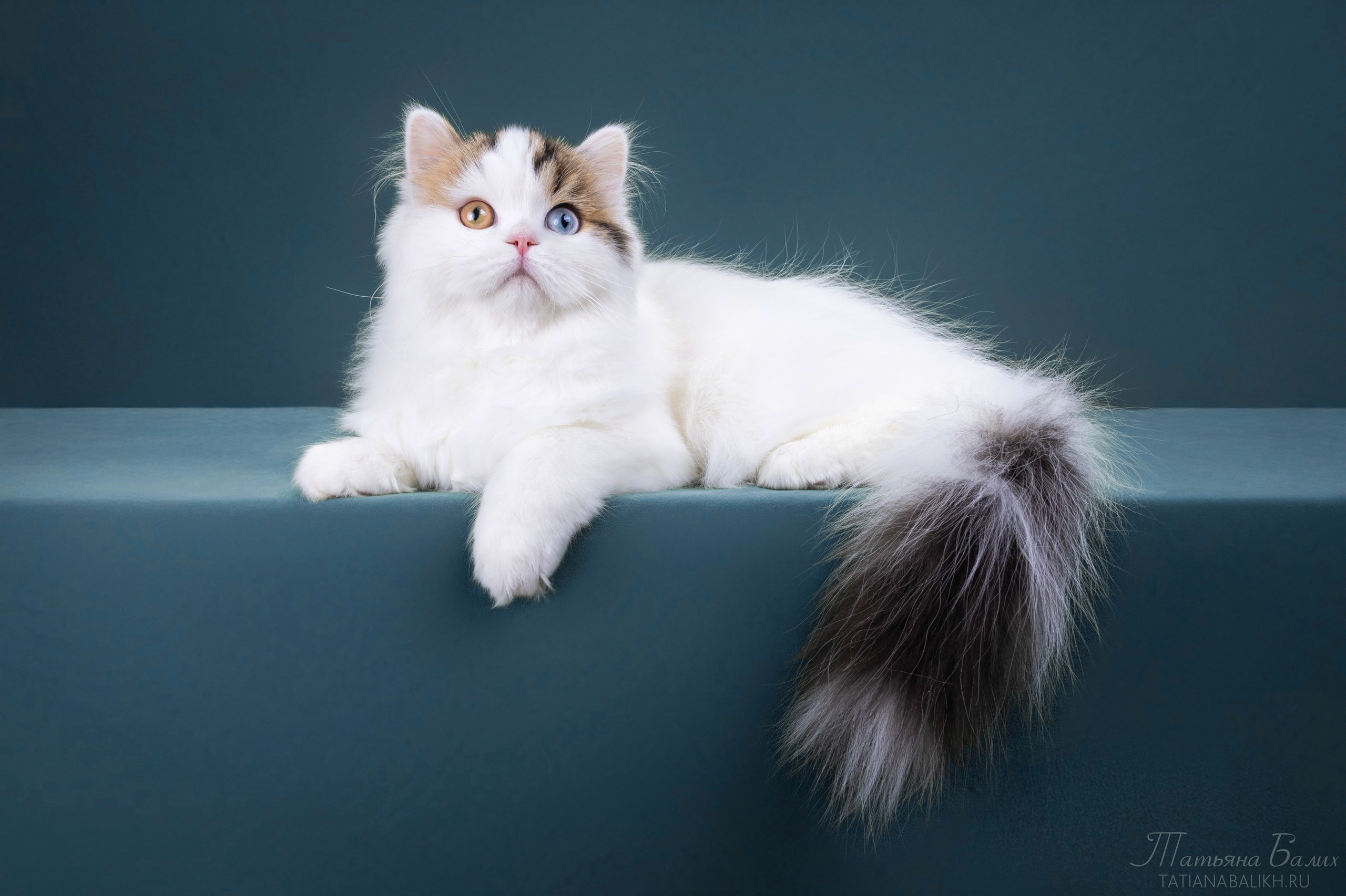 JCH. Varnais Timothy