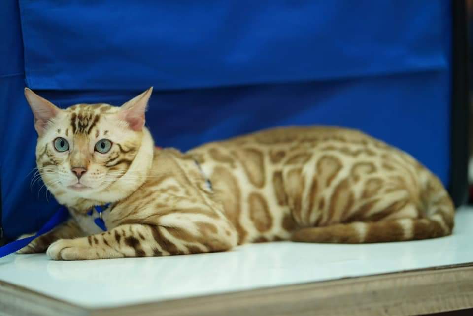 MyBengalCat Handsome