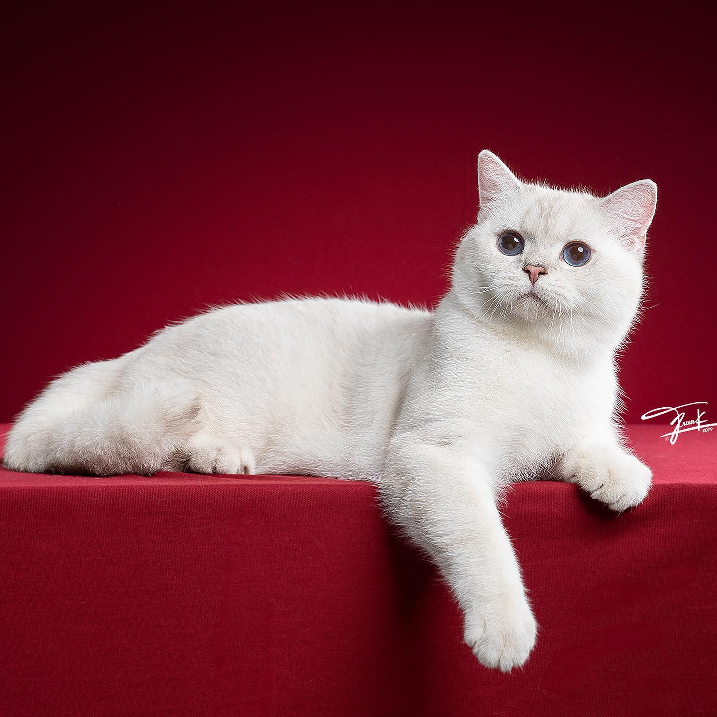 JCH. Chocola Snow Bear's Aaron