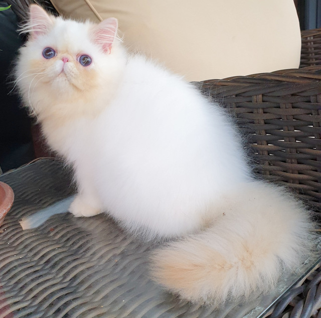 PR. KAMERTON ROMEO