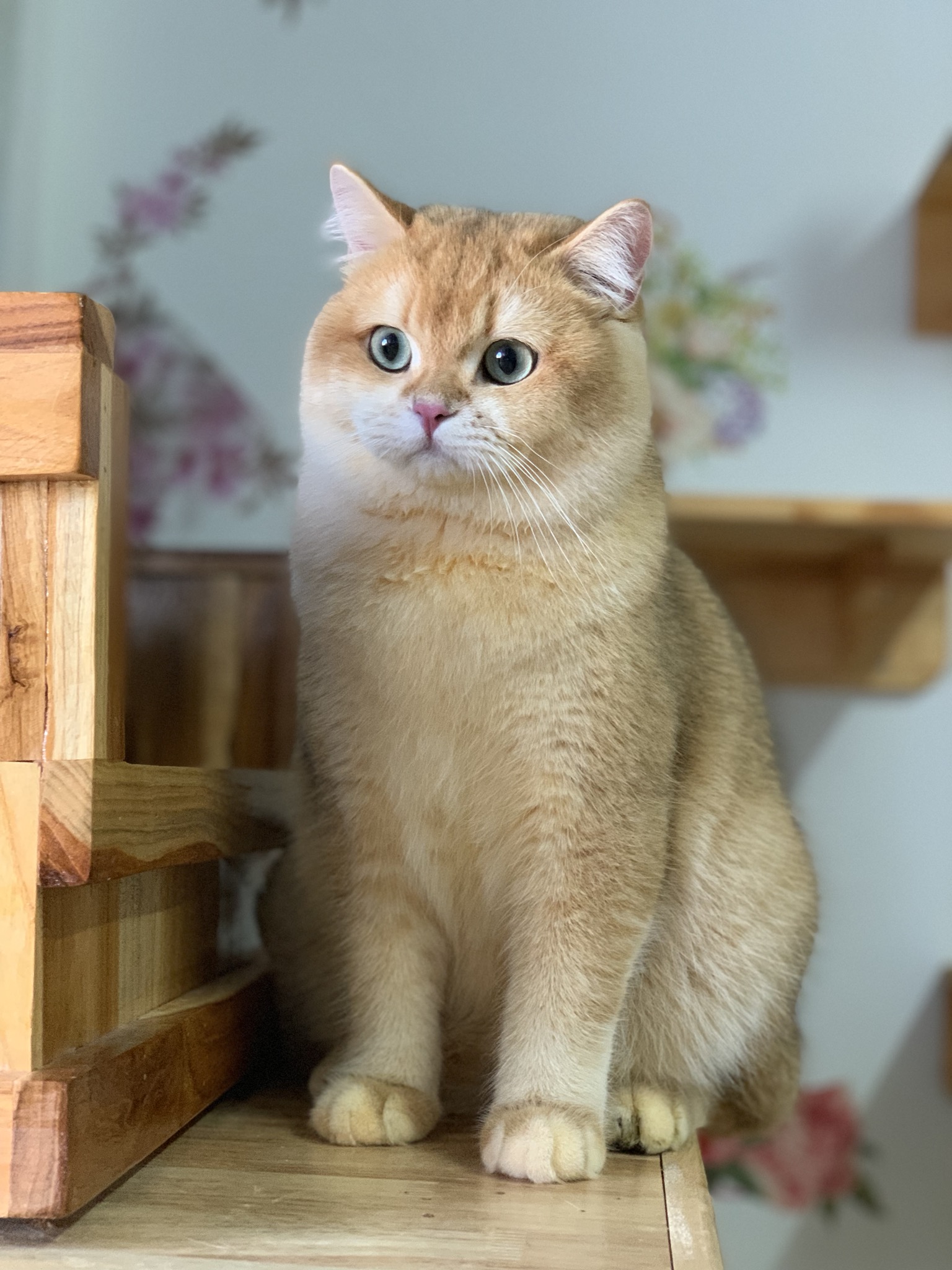 ICH. Golden Guy Zolotoi Zamok