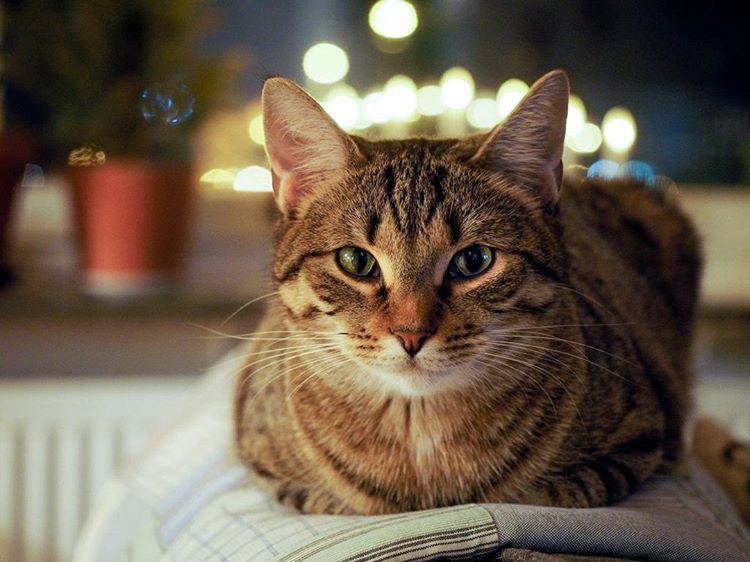 GICH. Cardiwens Kitty Pryde