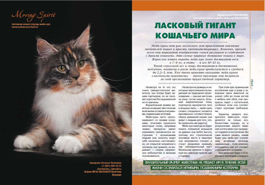 CCH. Shelterbastet Ducati Senna