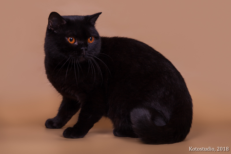 GEPR. WCF Pearl Master Happy Praide Nayomi