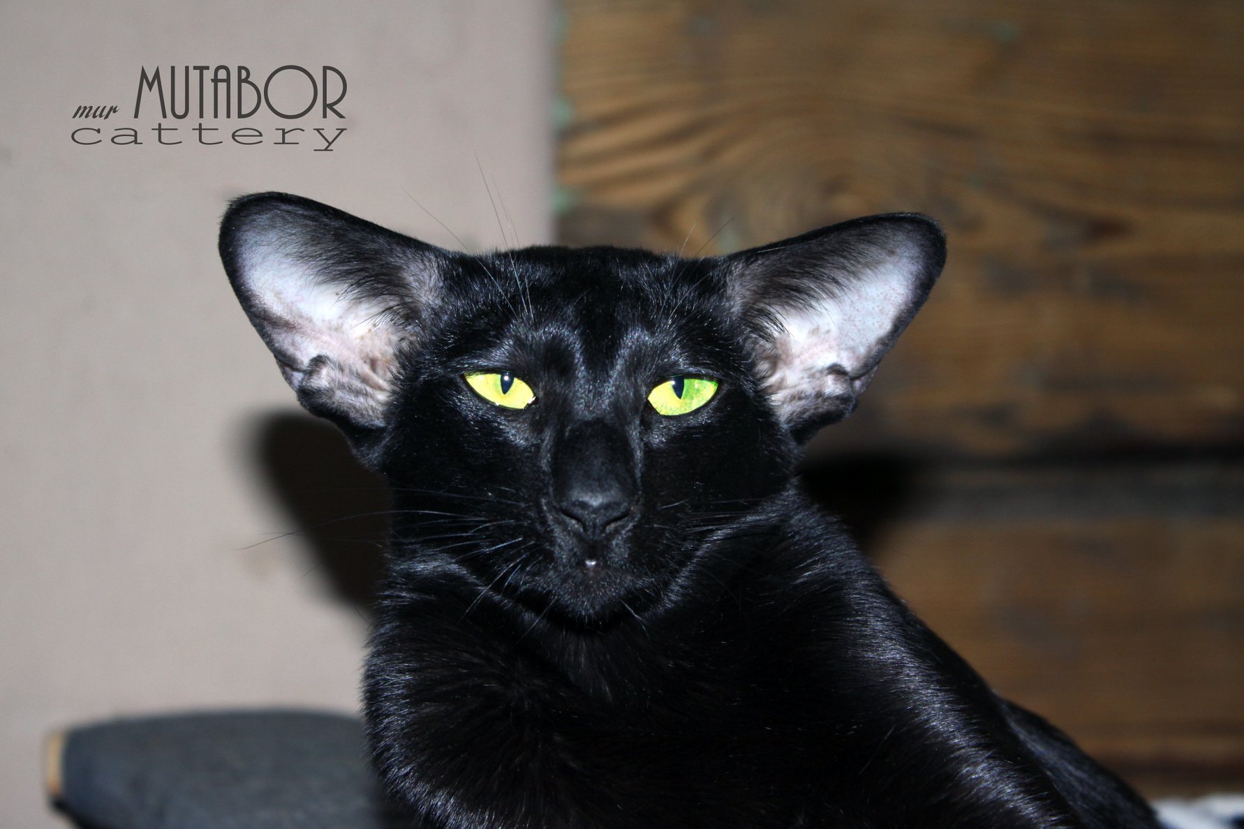 CH. Mamba SiOri Praid