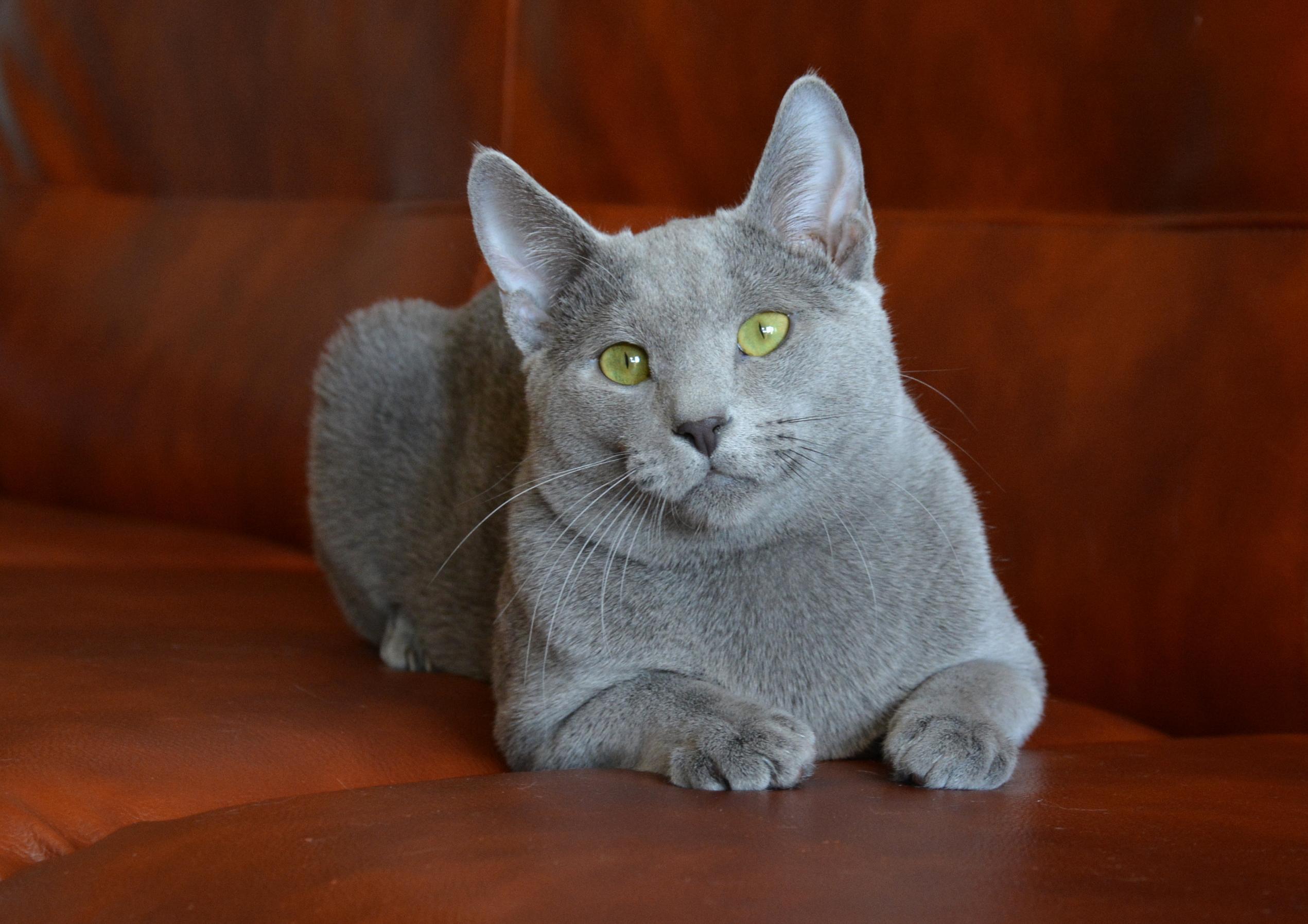 ICH. YUMMY AIN BLUE STAR