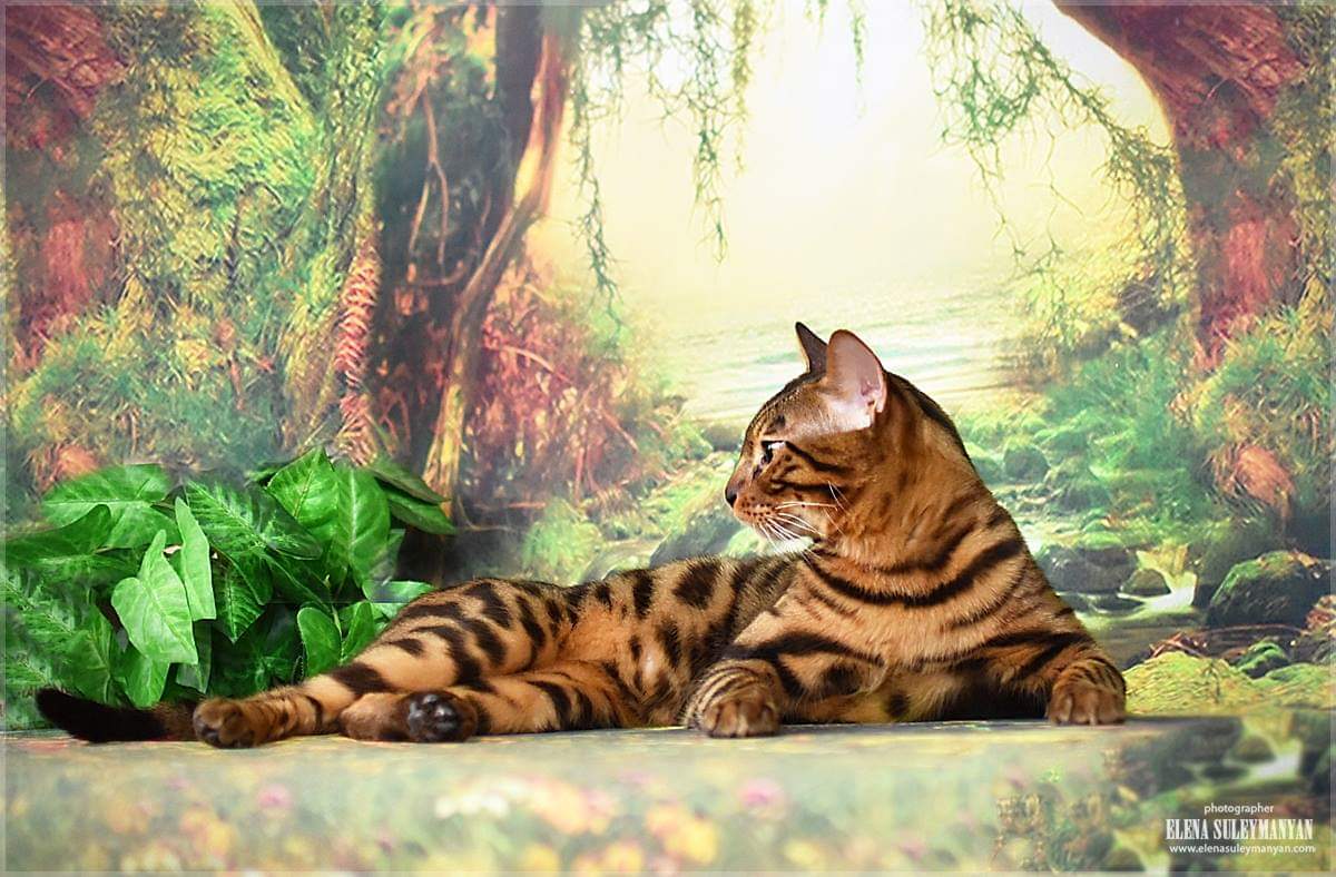 JCH. Ashima Cats UNIKUM