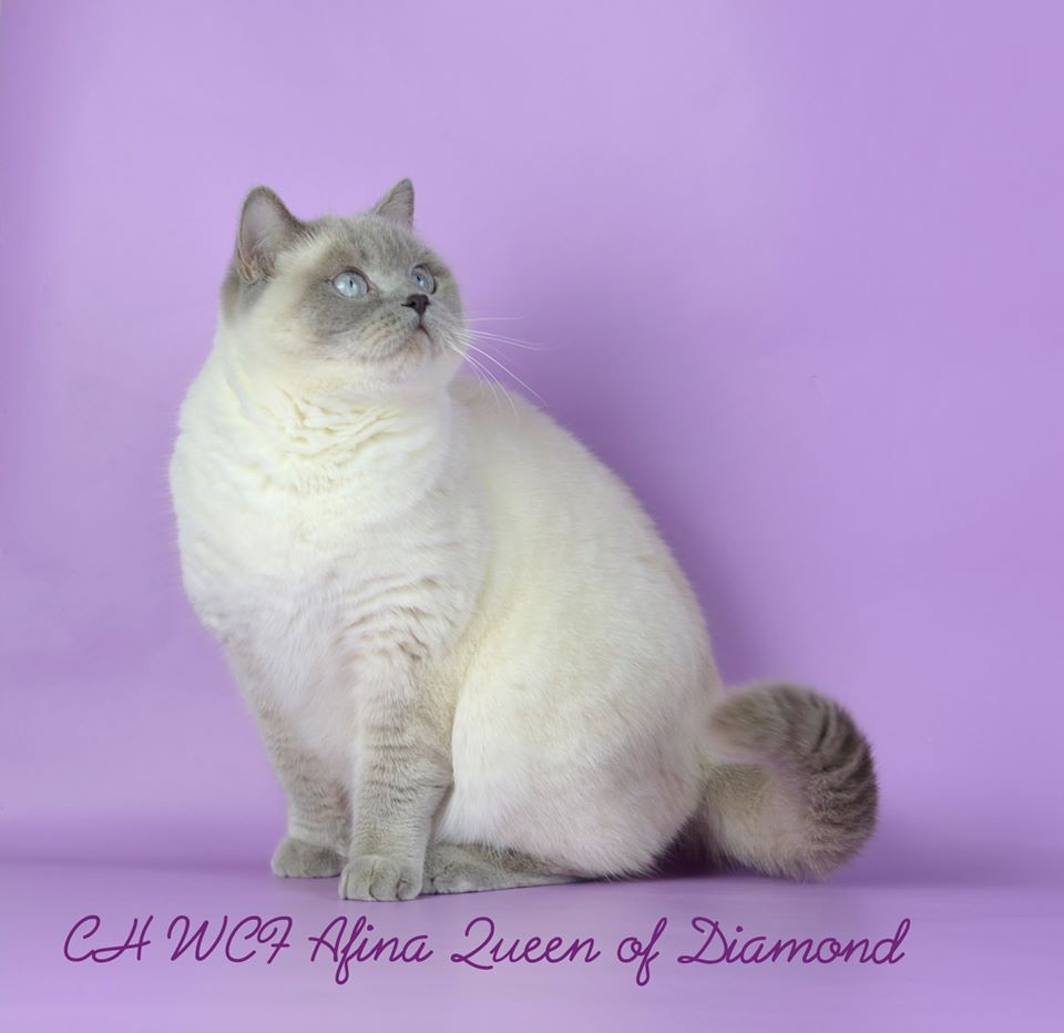CH. Afina Queen Of Diamond Islend