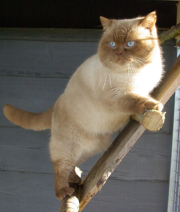 CH. BERLIZOF'S Ocean