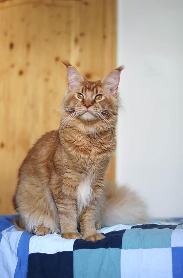Felis Felicis Foxtrot