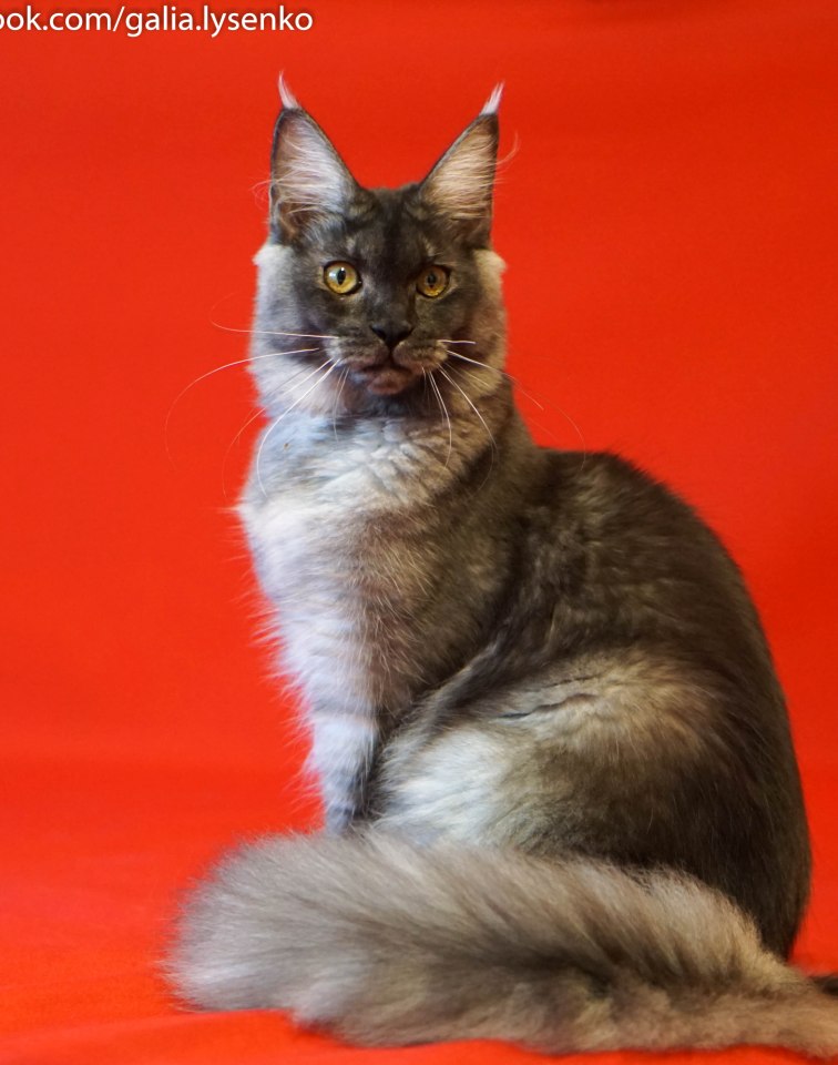 FELIS FELICIS FREYA