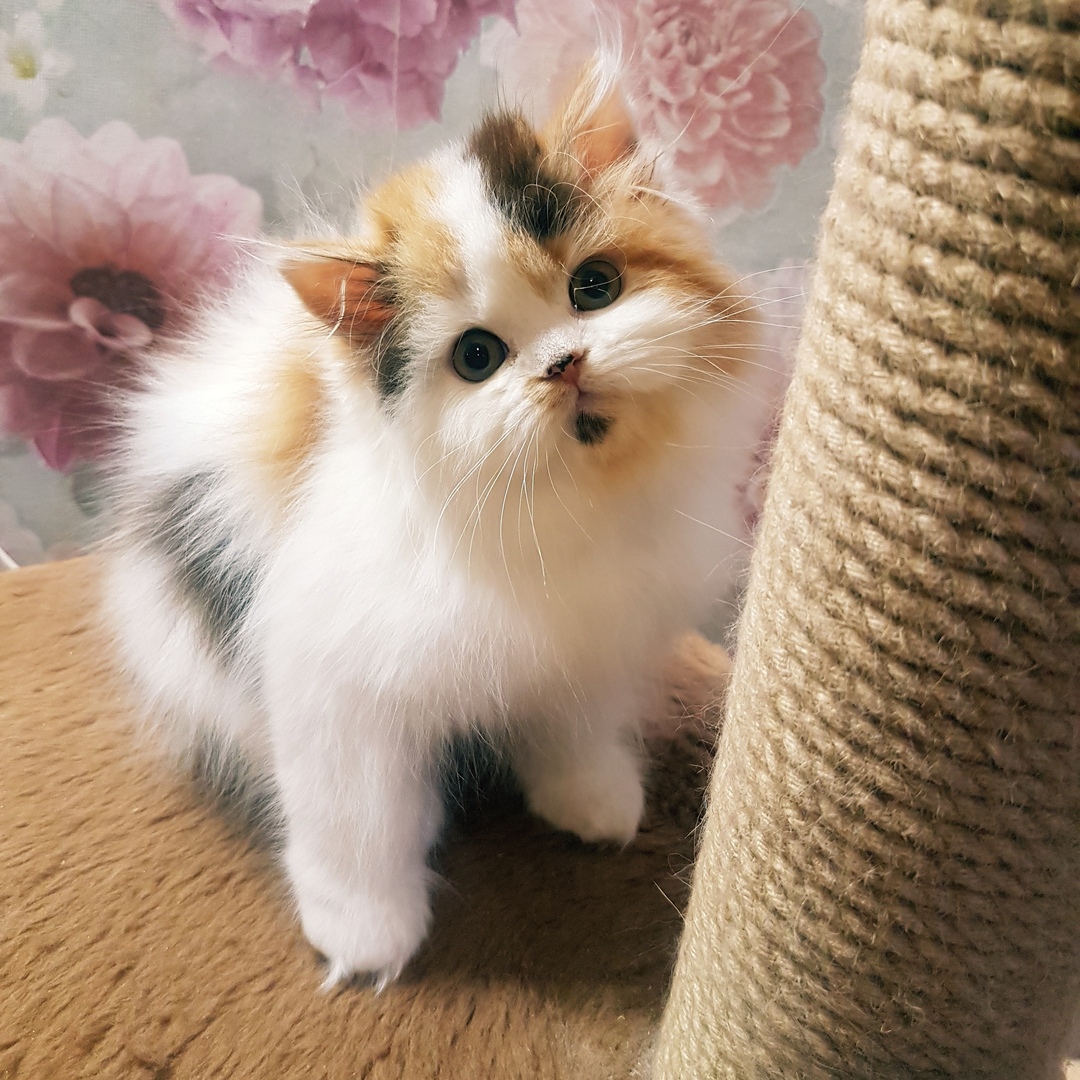 Le Marbre Blanc's Tiffany