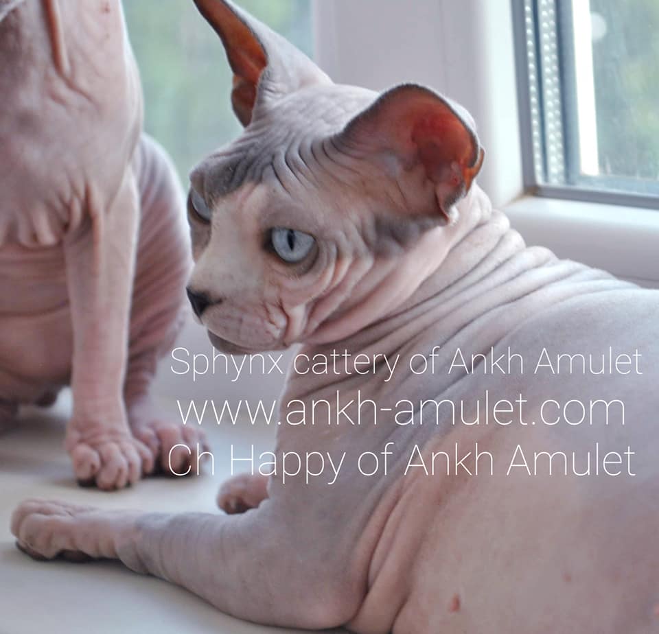 CH. Happy Of Ankh Amulet