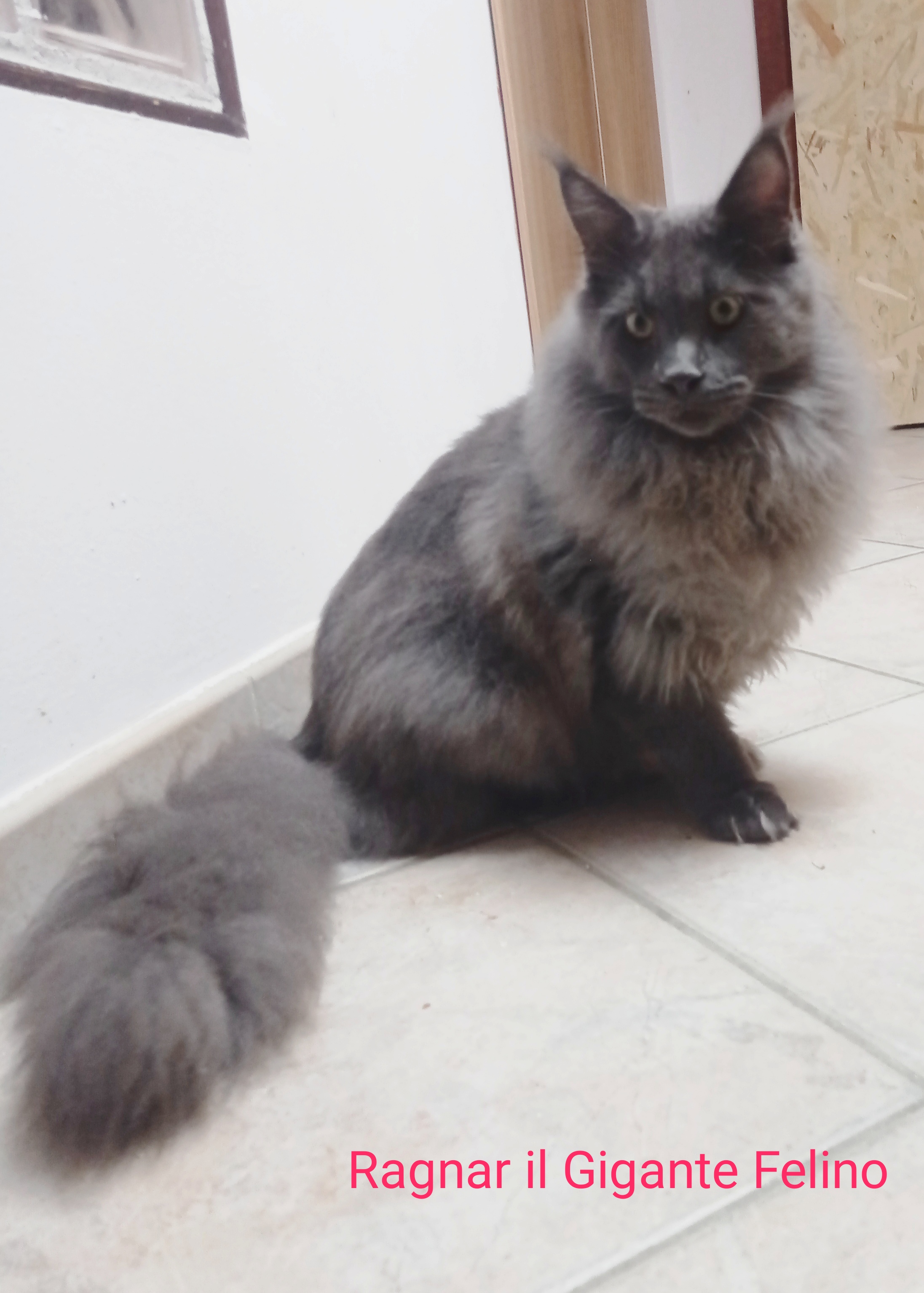 Ragnar il gigante felino