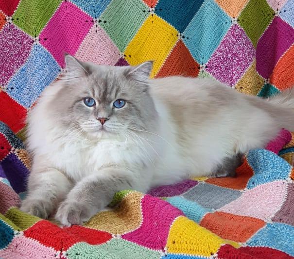 Sibirskiy Lazurit Elisey