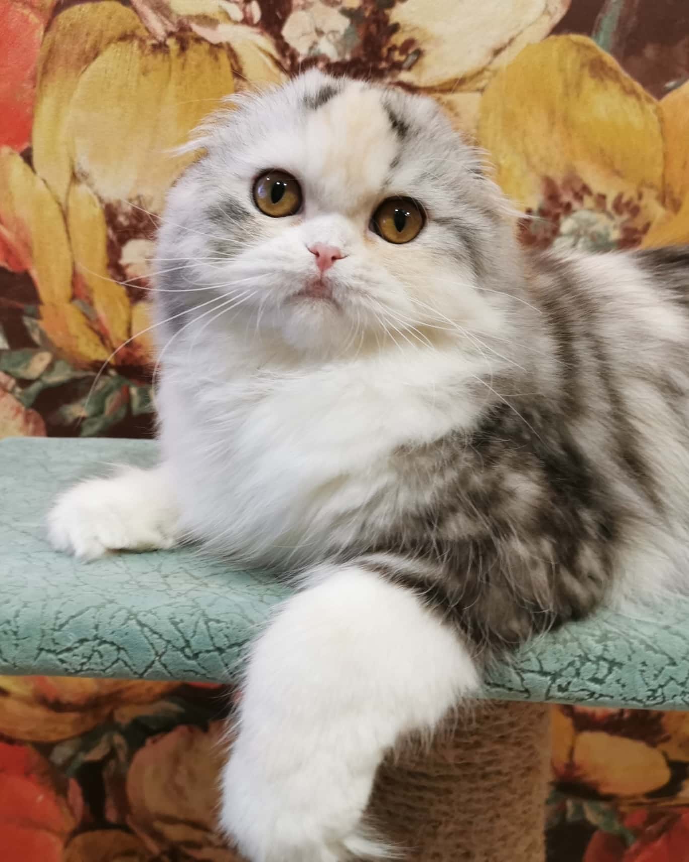 CH. Nikoletta Hitraya Mordashka